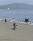 Beach at Lyme Regis