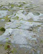 Fossils on the beach at Lyme Regis